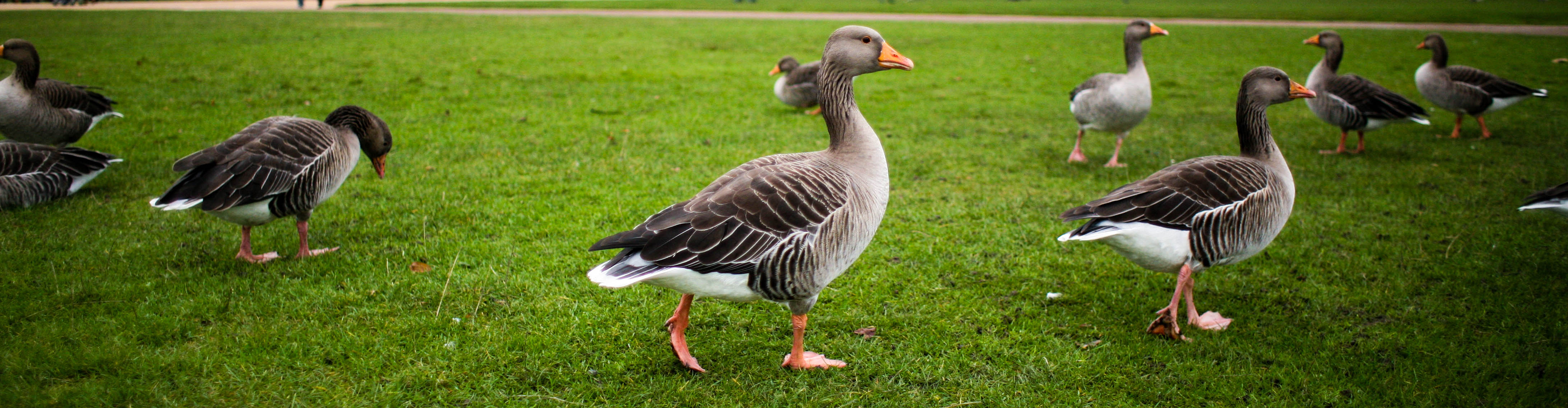 a passeggio a passeggio